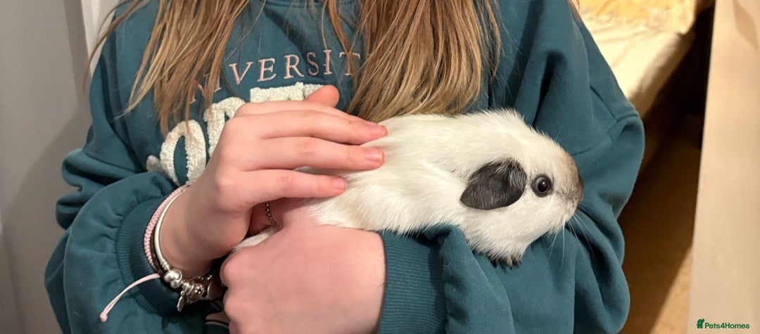 Guinea Pig rodents Pedigree Californian chocolate point boar🐹 - Advert 1