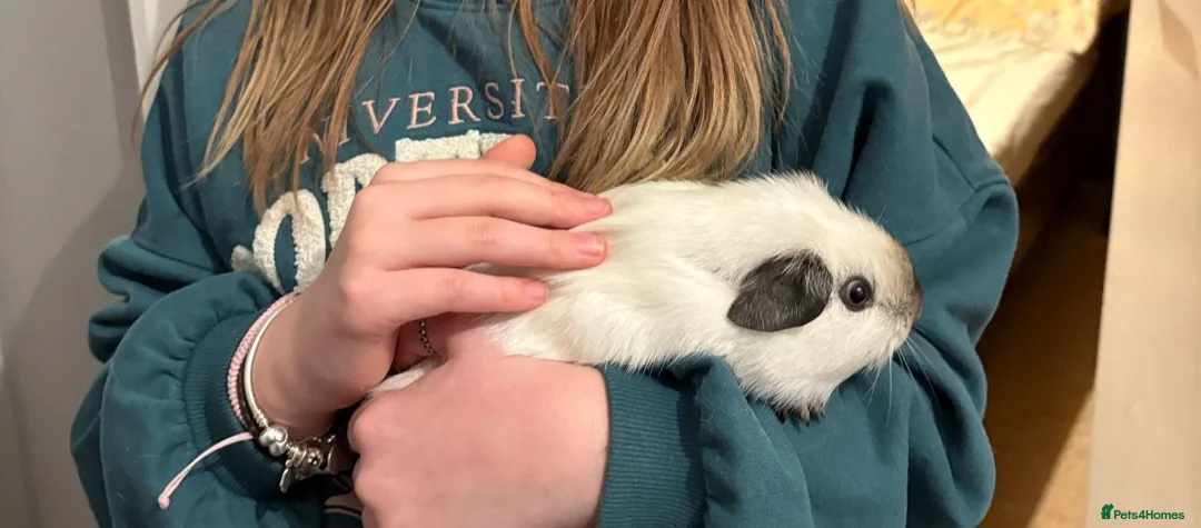 Guinea Pig rodents for sale: Pedigree Californian chocolate point boar🐹 in Nottingham - Advert 1