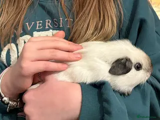 Guinea Pig rodents Pedigree Californian chocolate point boar🐹 - Advert 1