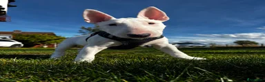 Bull Terrier 7