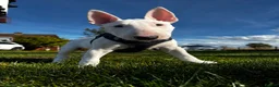 Bull Terrier dogs for sale: Standard Bull terrier pups - Advert 5