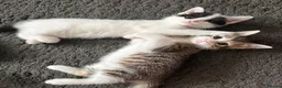 Mixed Breed cats for sale: 3 female Kittens for sale - Advert 7