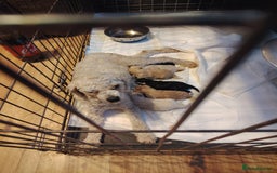 Shihpoo dogs for sale: 6 shihpoo puppies boys and girls avail - Image 1