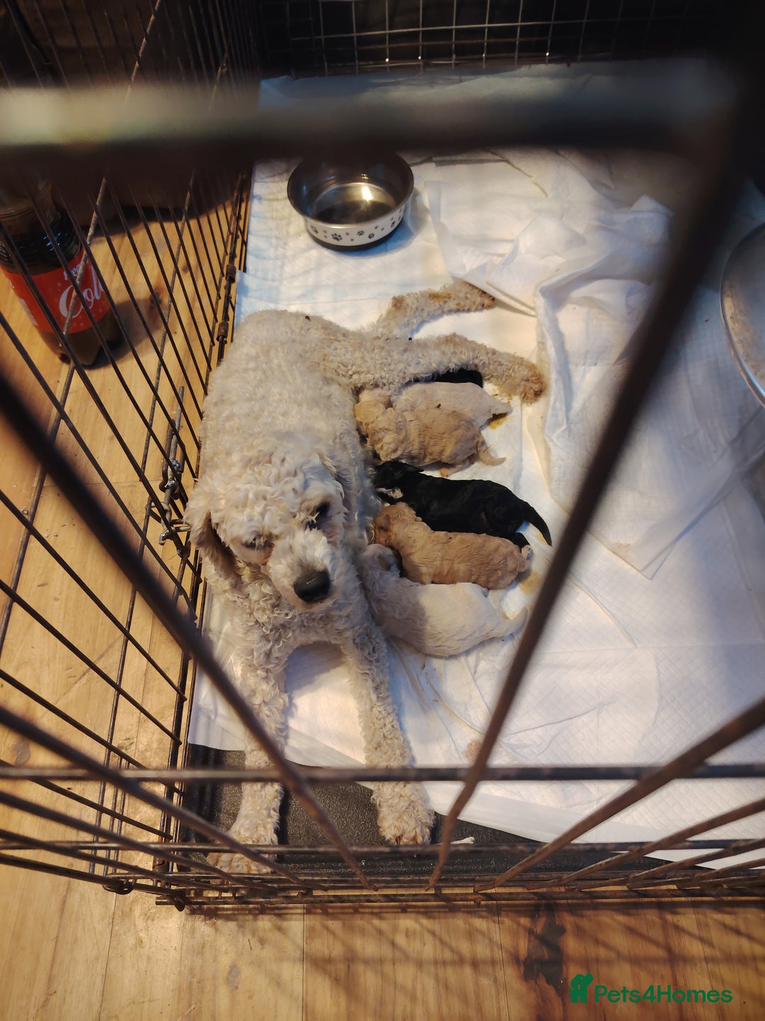 Shihpoo dogs for sale: 6 shihpoo puppies boys and girls avail - Image 1