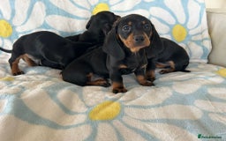 Dachshund dogs for sale: Adorable dachshund puppies ready to leave - Image 4