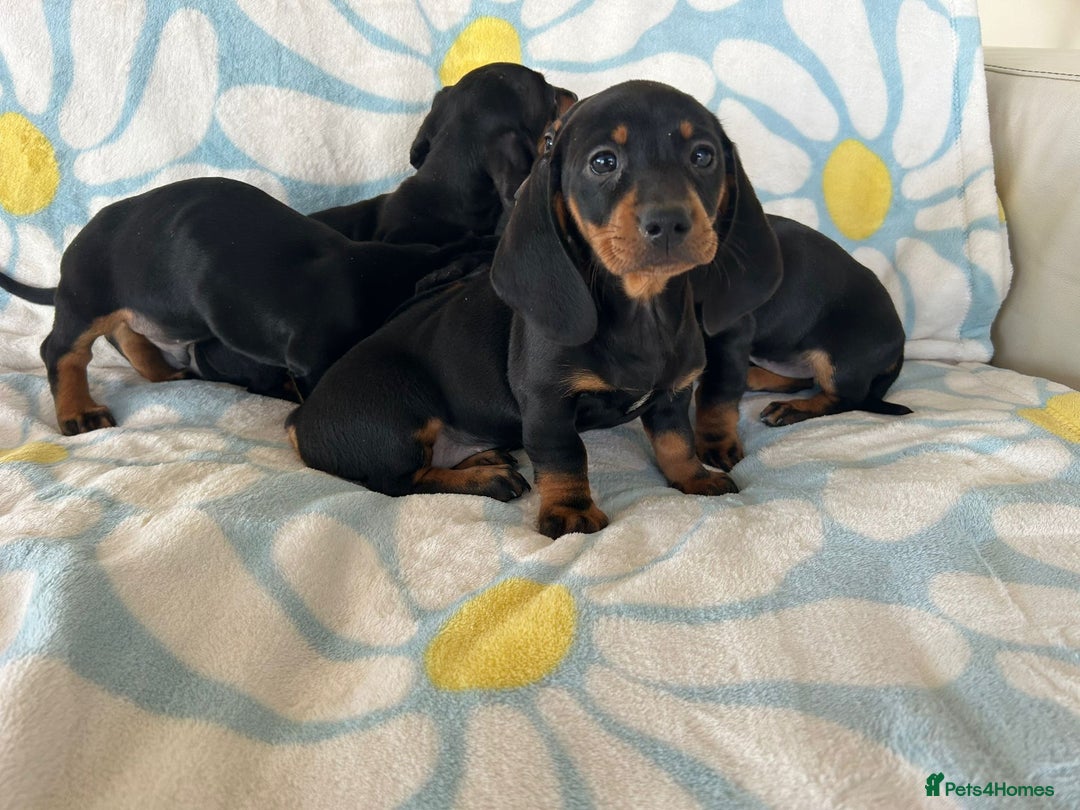 Dachshund dogs for sale: Adorable dachshund puppies ready to leave - Image 4