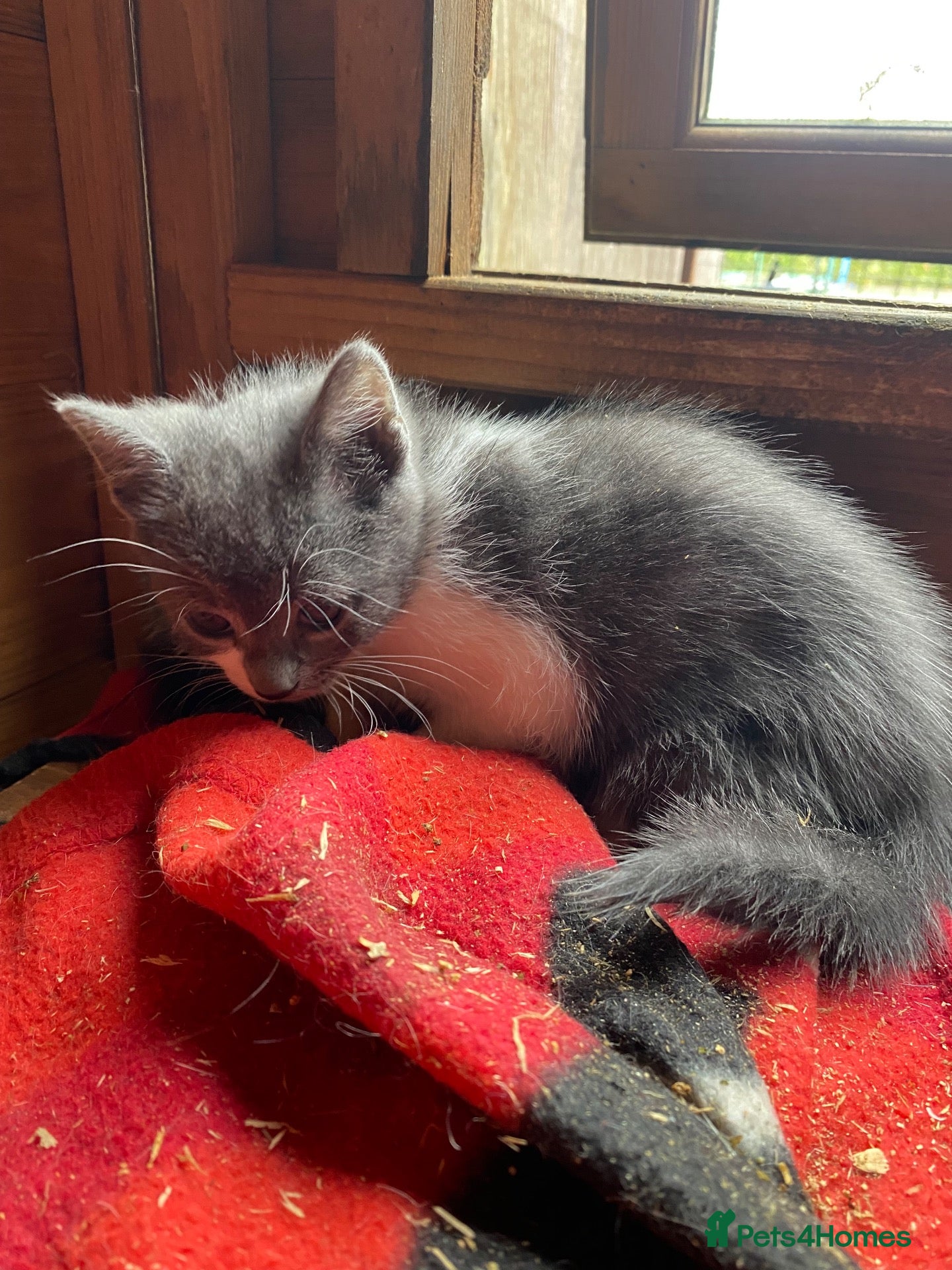 Mixed Breed cats Kittens - Advert 1