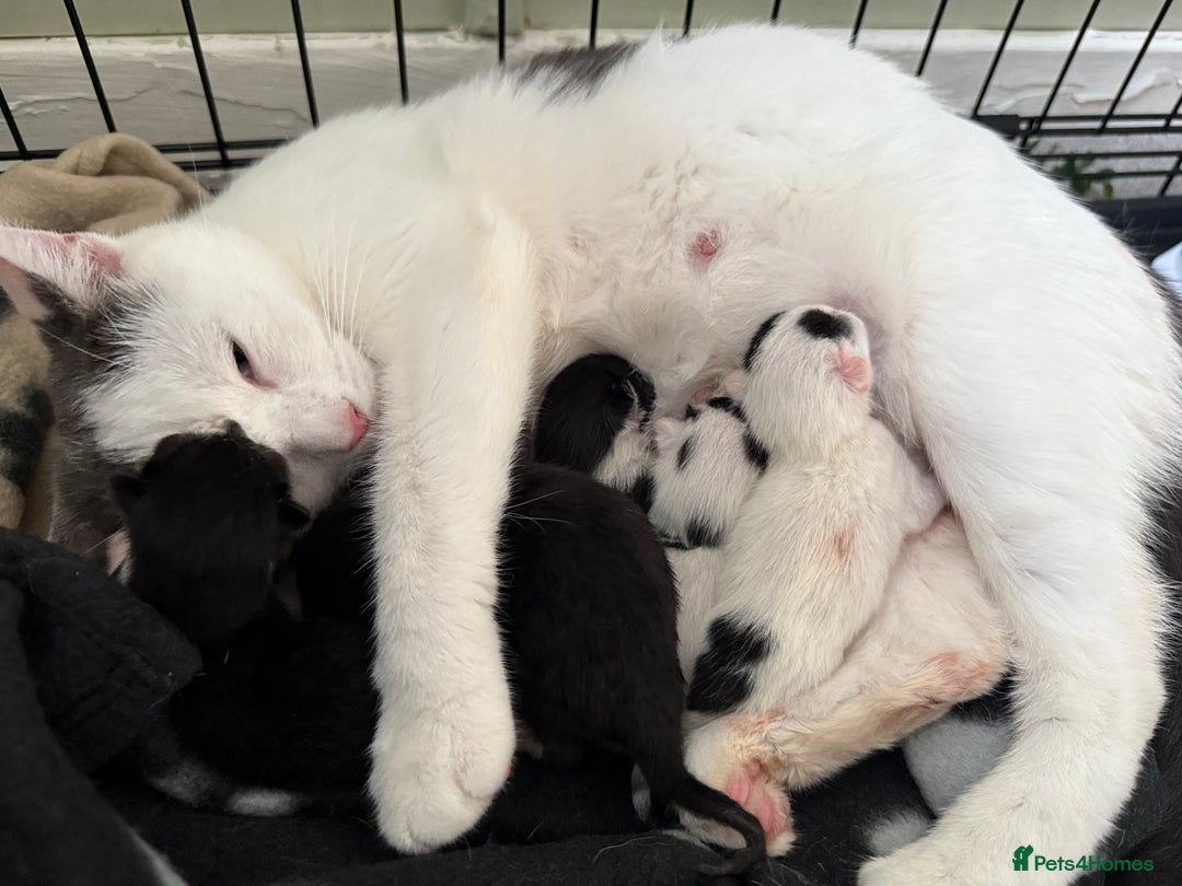 Domestic Shorthair cats for sale: Domestic Shorthair Kittens  - Image 4