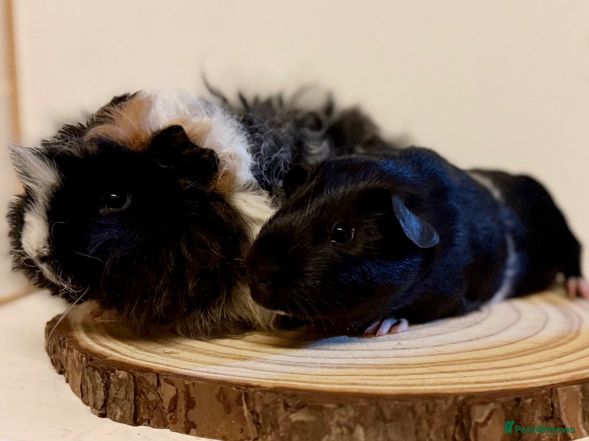 Guinea Pig rodents 4 pairs of boys and 2 pairs of girls  - Advert 2