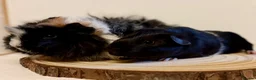 Guinea Pig rodents for sale: 4 pairs of boys and 2 pairs of girls  - Advert 1