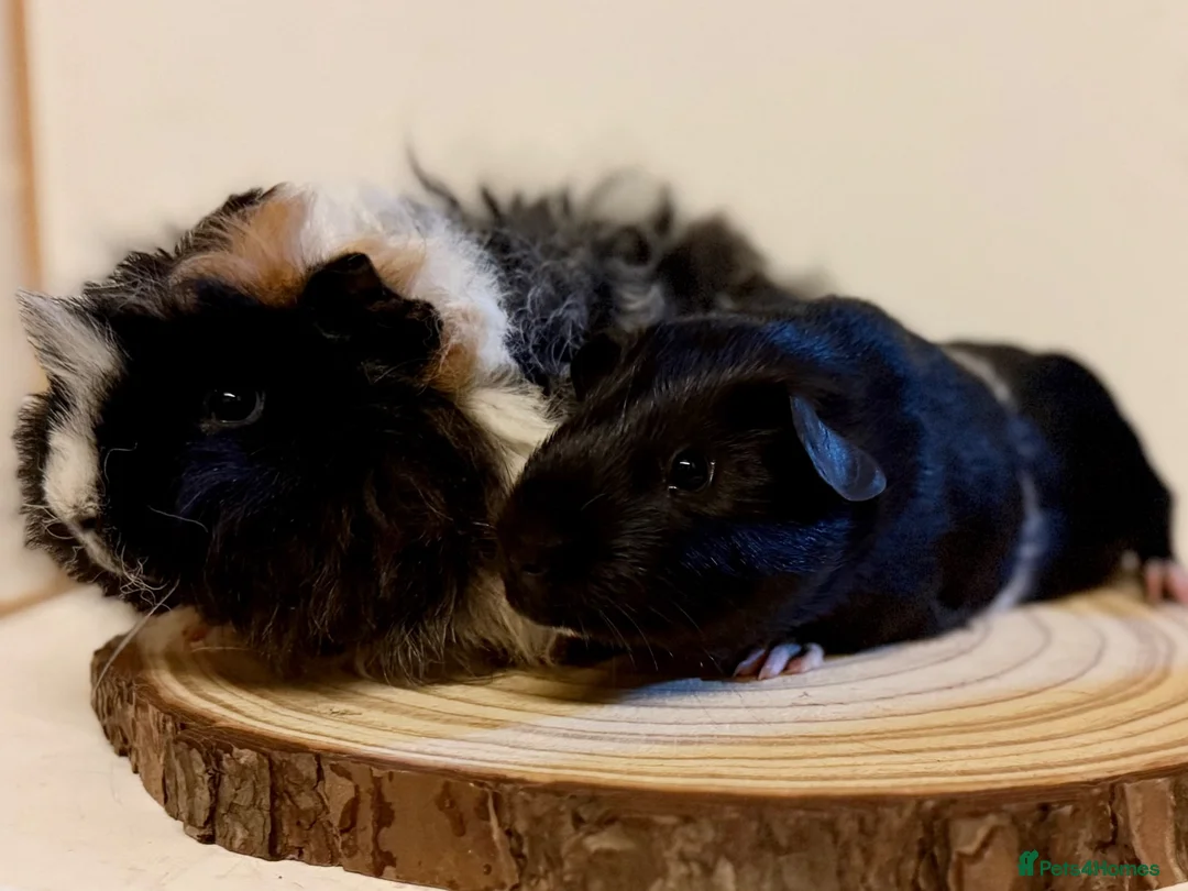 Guinea Pig rodents for sale: 4 pairs of boys and 2 pairs of girls  - Advert 1