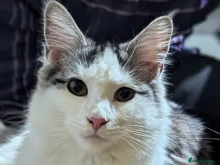 Maine Coon cats Maine coon kittens - Advert 1