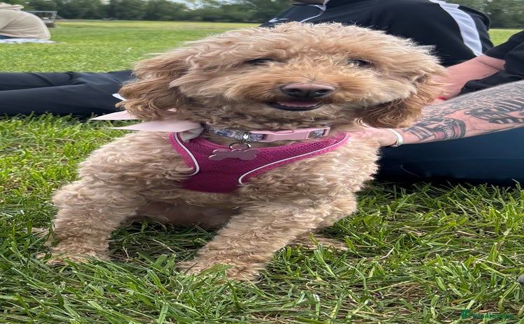 Cockapoo dogs - Advert 11