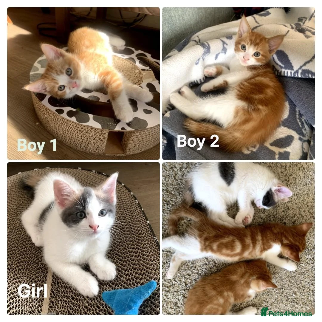 Mixed Breed cats for sale: Meet the Purr-fect Trio: Kurilian Bobtail Mixes - Advert 1