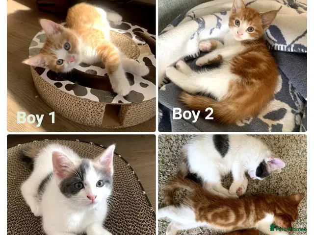 Mixed Breed cats for sale: Meet the Purr-fect Trio: Kurilian Bobtail Mixes - Advert 2