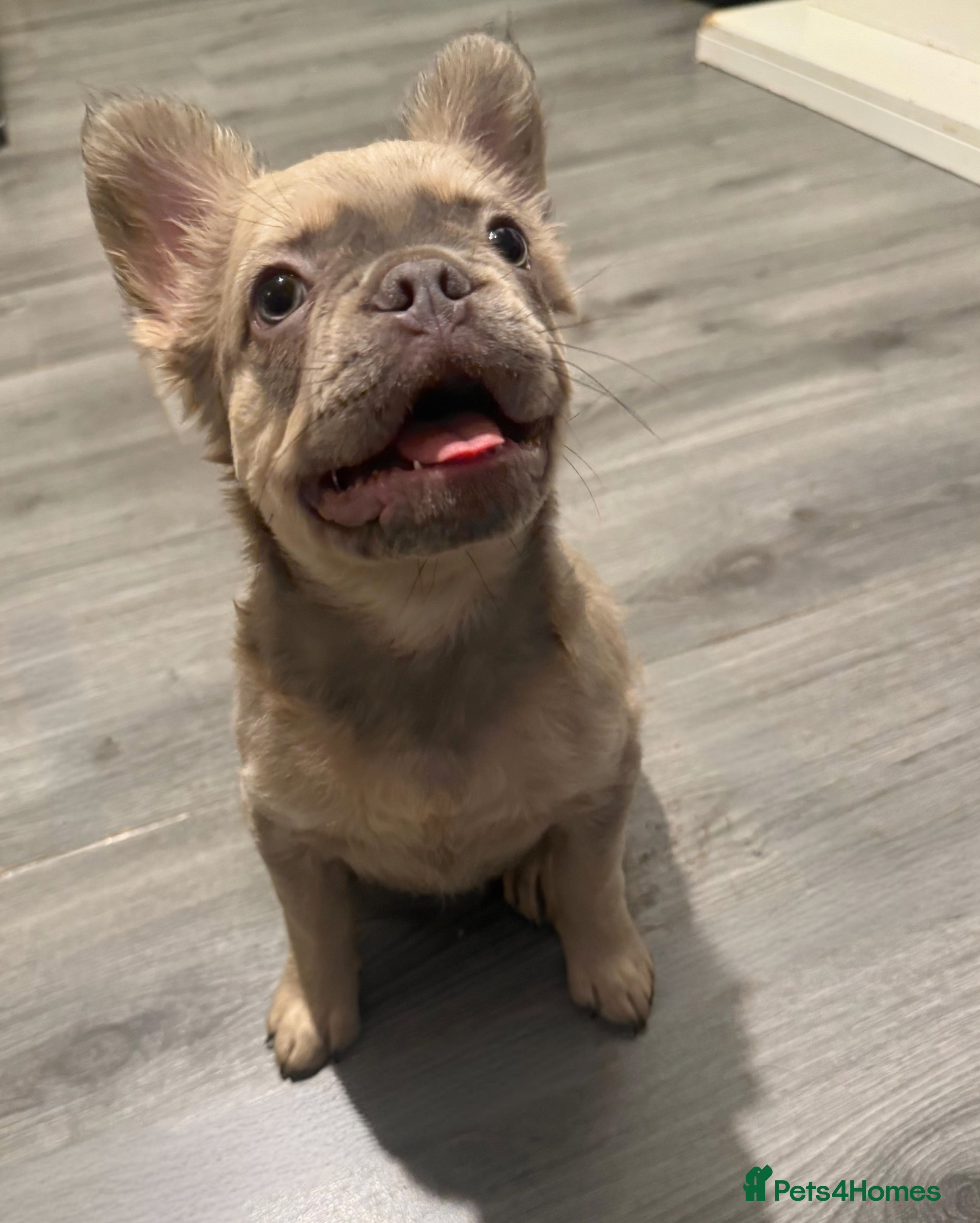 French Bulldog dogs Unique-Lilac French Bulldog Puppy-Batman Markings - Advert 5