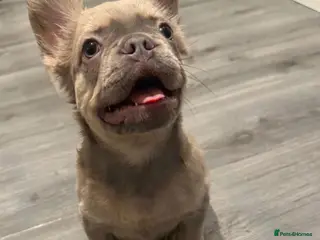 French Bulldog dogs Unique-Lilac French Bulldog Puppy-Batman Markings - Advert 18