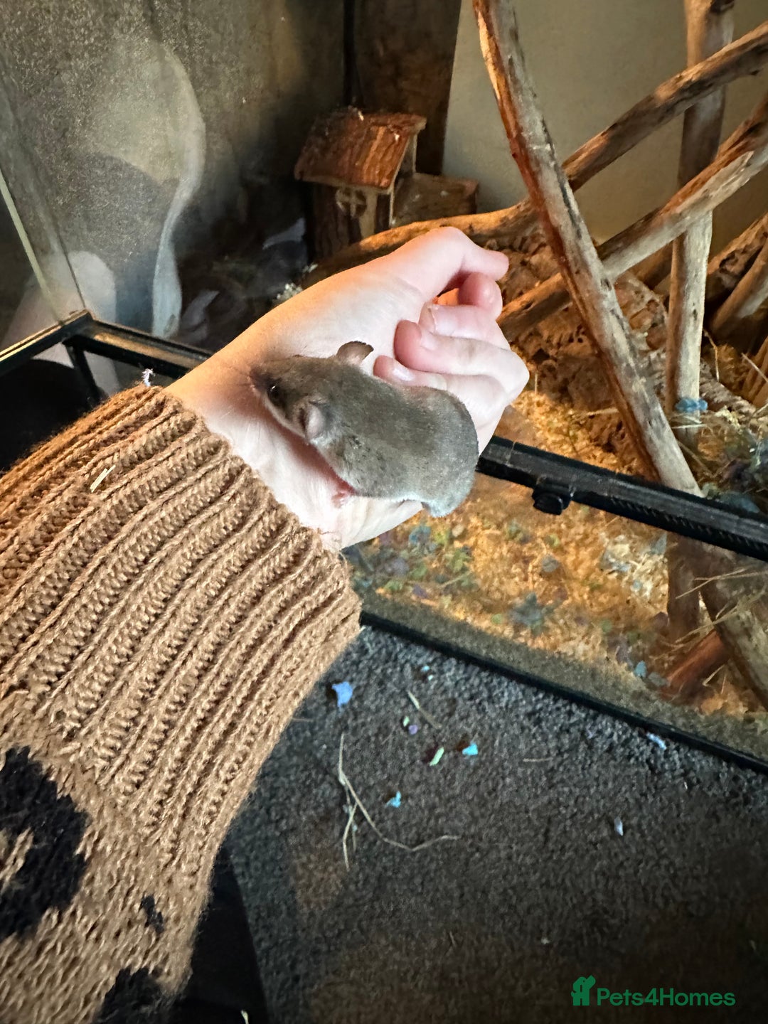 Mouse rodents for sale: African Pygmy dormice  - Advert 4