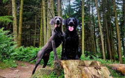 Weimaraner dogs for stud: Blue Weimaraner for Stud - Image 11