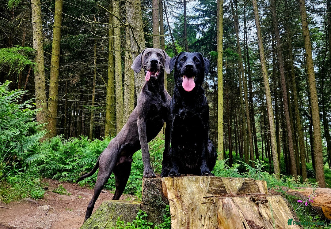 Weimaraner dogs for stud: Blue Weimaraner for Stud - Image 11