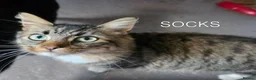 Mixed Breed cats for adoption: SOCKS AND TIGGER - Advert 4