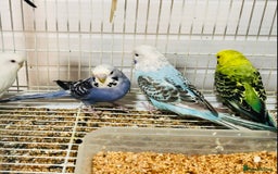 Budgerigars birds for sale: Beautiful baby budgies for sale. - Image 10