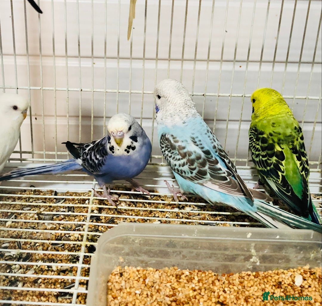 Budgerigars birds for sale: Beautiful baby budgies for sale. - Image 10