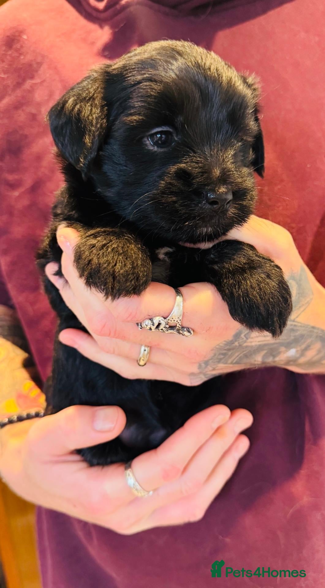 Tibetan Terrier dogs Stunning Registered Tibetan Terrier Puppies - Advert 2