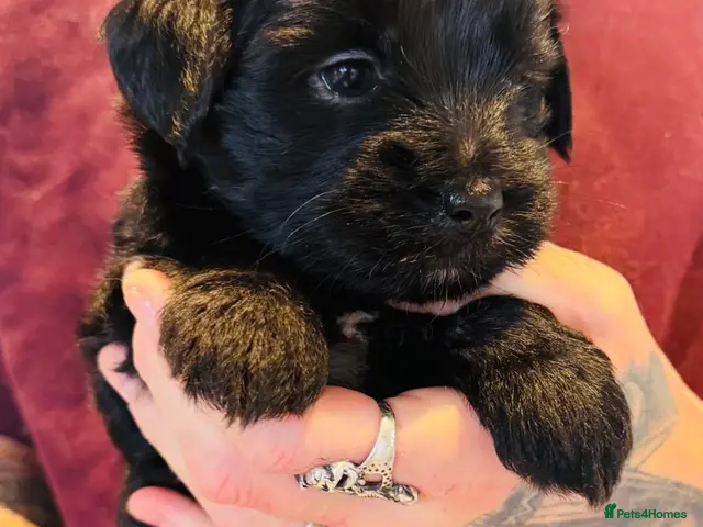 Tibetan Terrier dogs Stunning Registered Tibetan Terrier Puppies - Advert 2