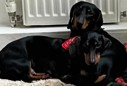 Dachshund dogs Dachshund puppy 🐶  - Advert 1