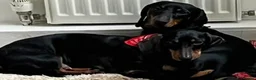 Dachshund dogs for sale: Dachshund puppy 🐶  - Advert 1