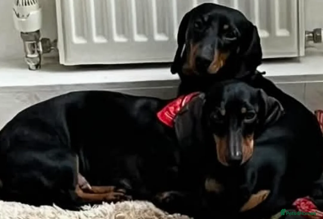 Dachshund dogs for sale: Dachshund puppy 🐶  - Advert 1