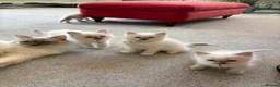 Ragdoll cats for sale: Rare Lilac Grand Champion Excellent Pedigree  - Advert 16