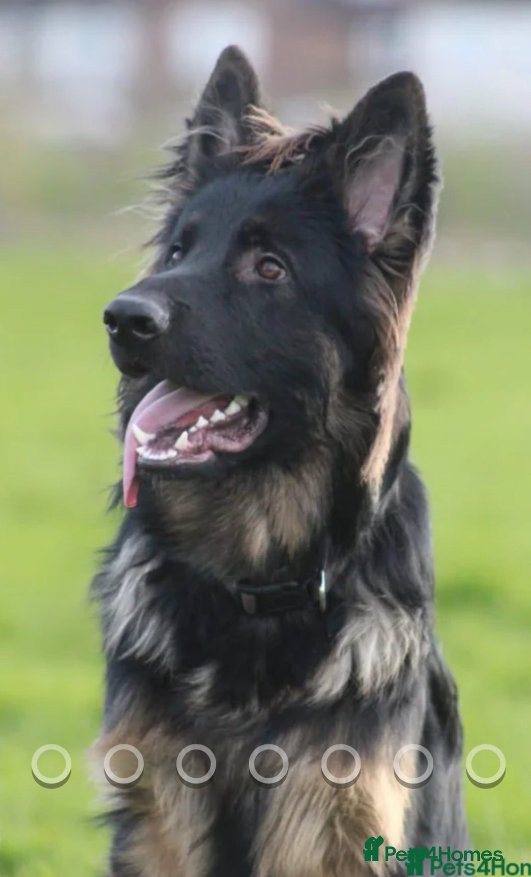 German Shepherd dogs for sale: KC GSD long coat.  Fantastic bloodlines.  - Advert 34