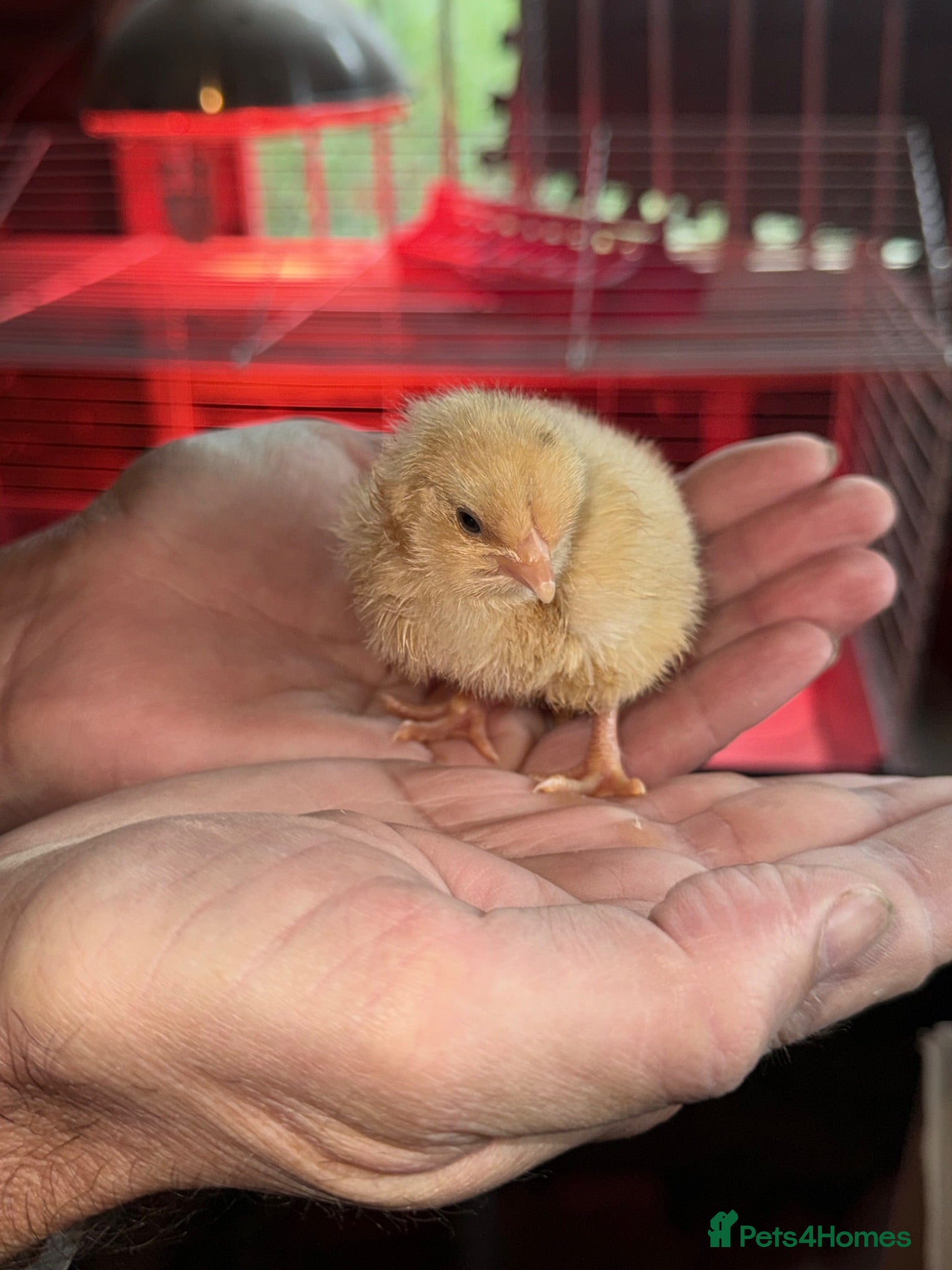 Chickens poultry Buff Orpington LF chicks  - Advert 2