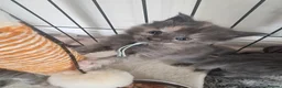 Maine Coon cats for sale: Last 2 GIRLS - Maine Coon X Ragdoll Kittens - Advert 19