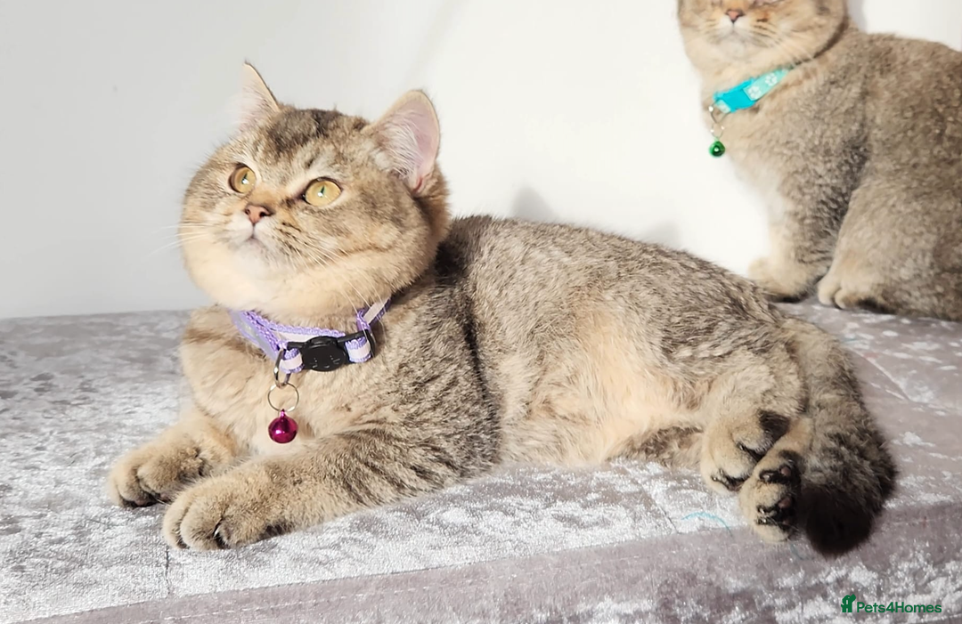 British Shorthair cats for sale: Gorgeous British Shorthair Kittens - Advert 22