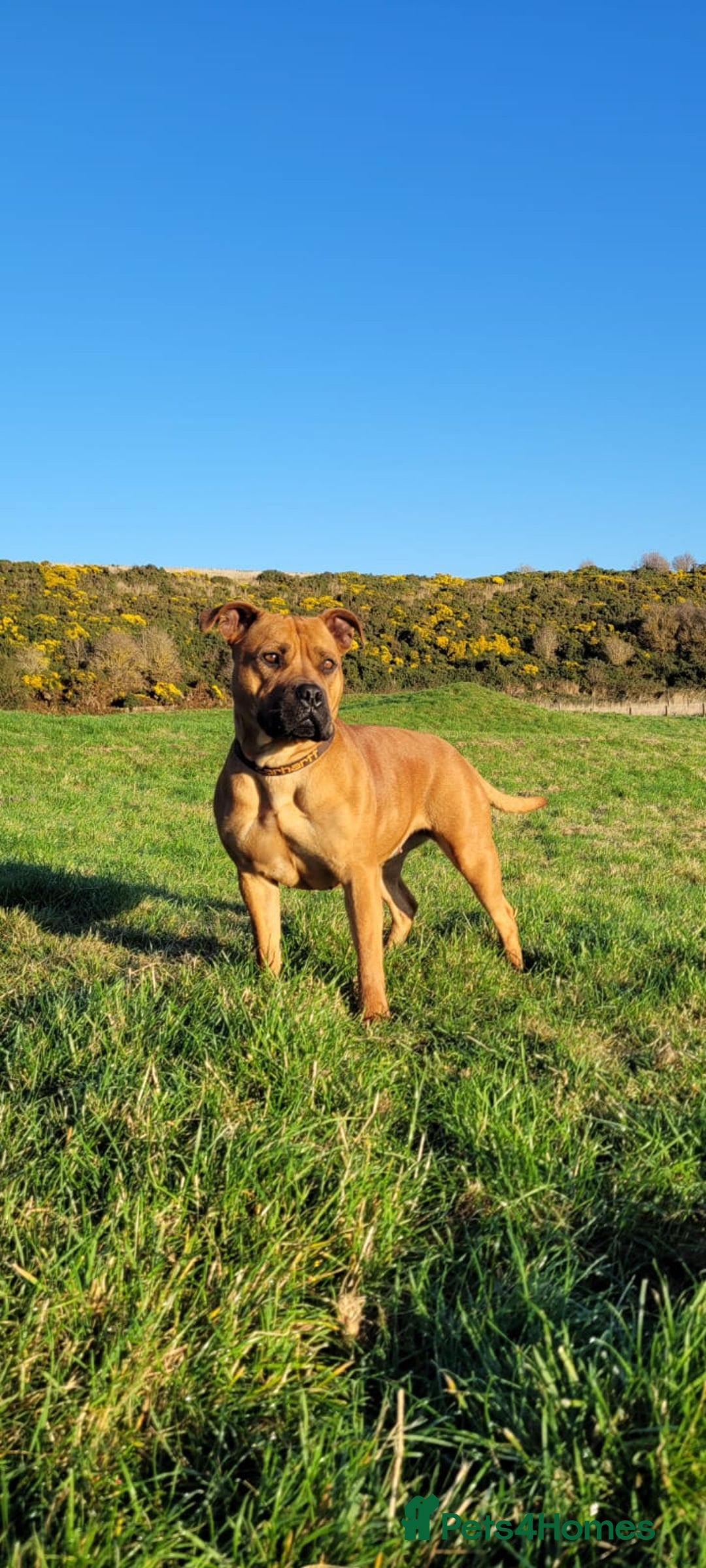American Bull Staffy dogs for sale: Pups due 22 August  - Image 10