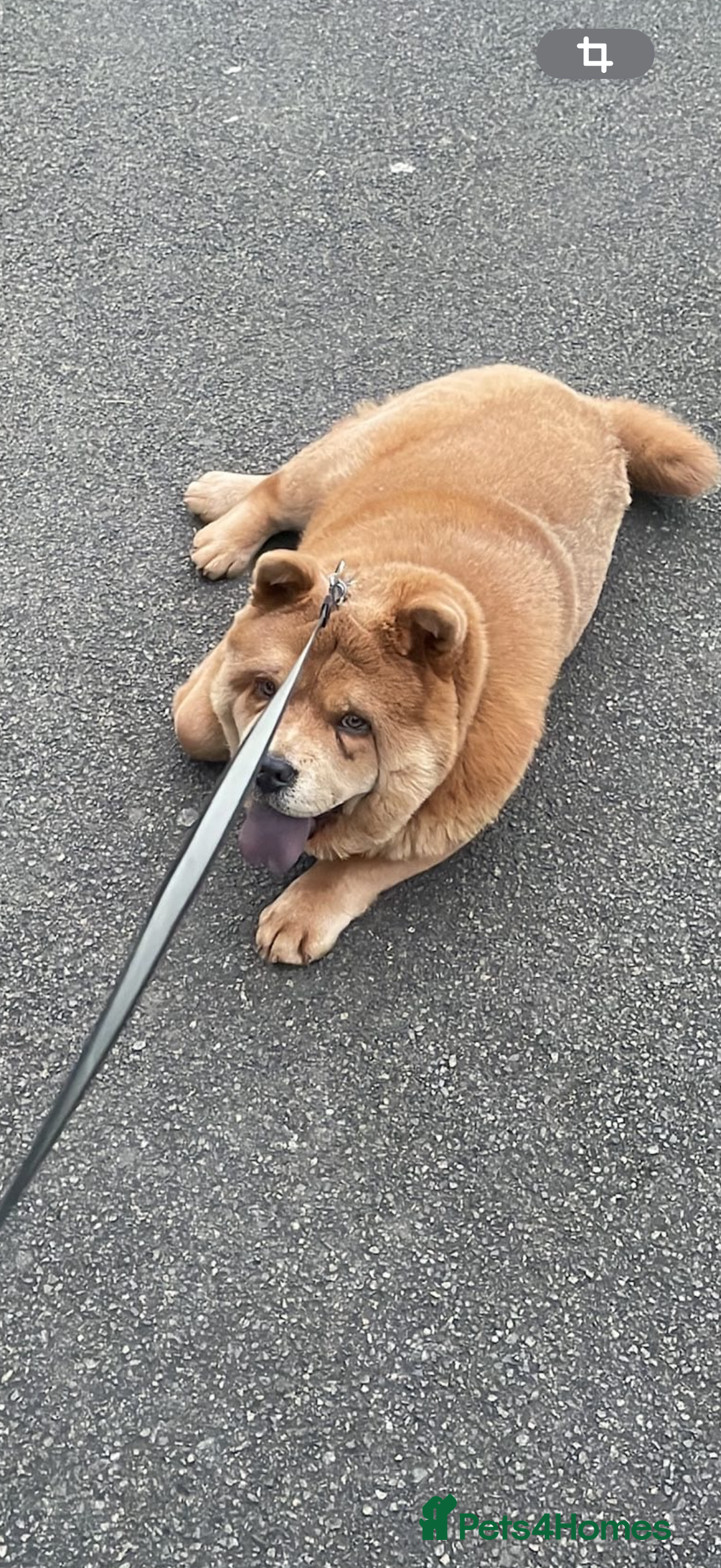 Chow Chow dogs for sale: Beautiful chow chow  - Image 2