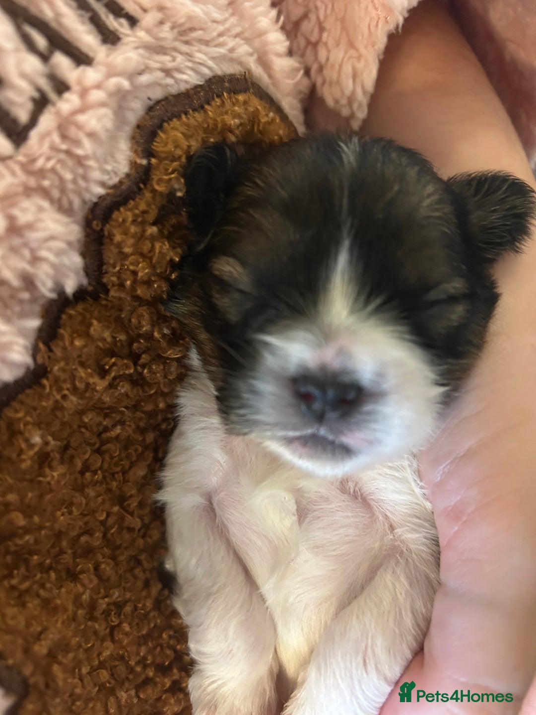 Shorkie dogs for sale: Shorkie pups - Image 6