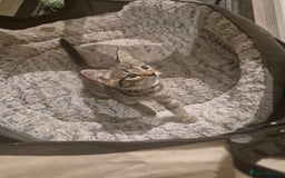 British Shorthair cats for sale: Kittens british shorthair bombay mix - Image 10