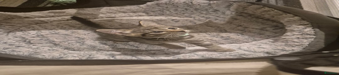 British Shorthair Kitten 5