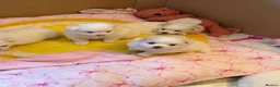 Pomeranian dogs for sale: 1 boy left ready to go  - Advert 8