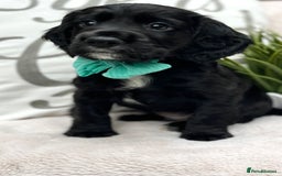 Cocker Spaniel dogs for sale: 2 beautiful cocker spaniels  - Image 10