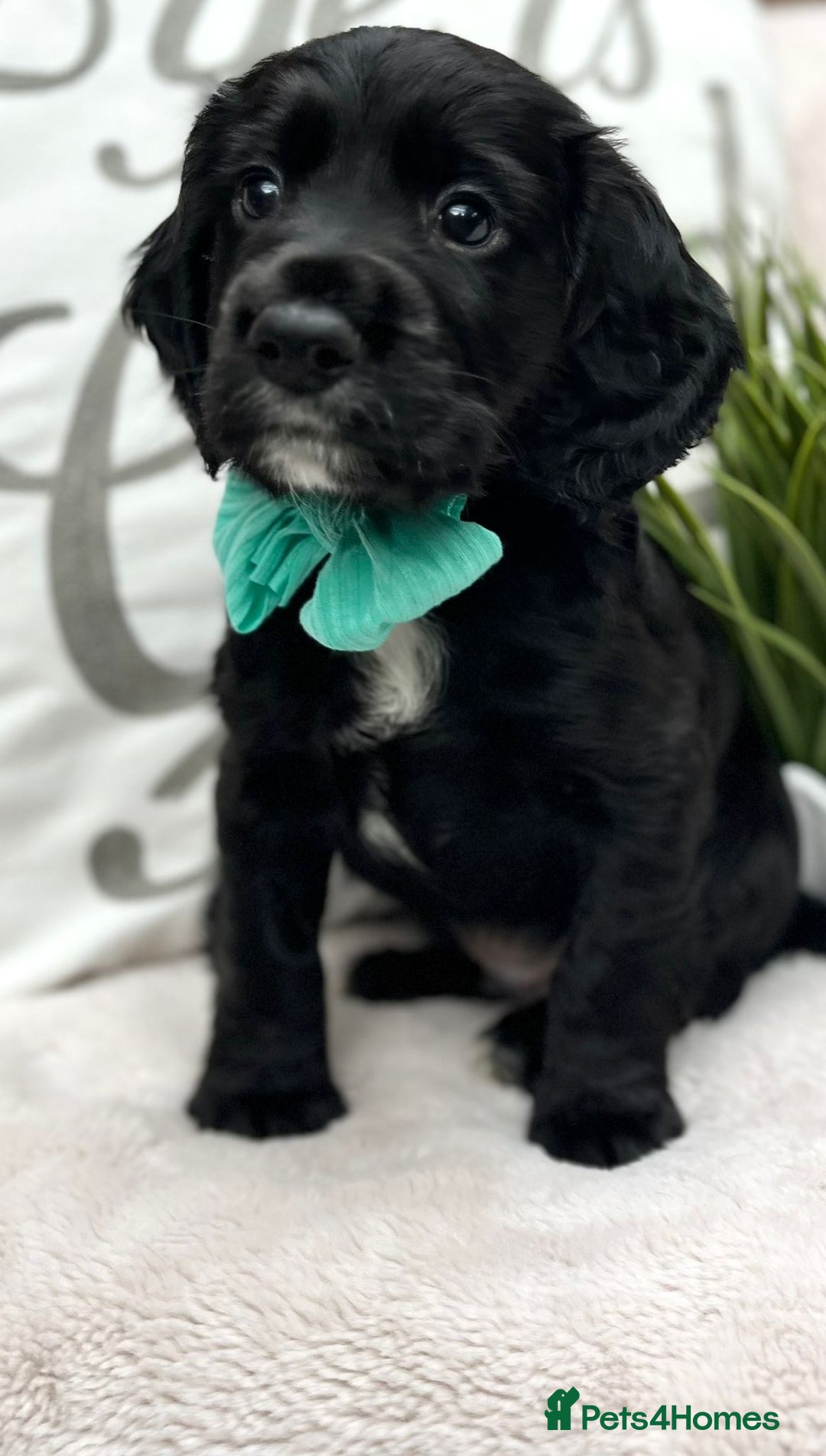 Cocker Spaniel dogs for sale: 2 beautiful cocker spaniels  - Image 10