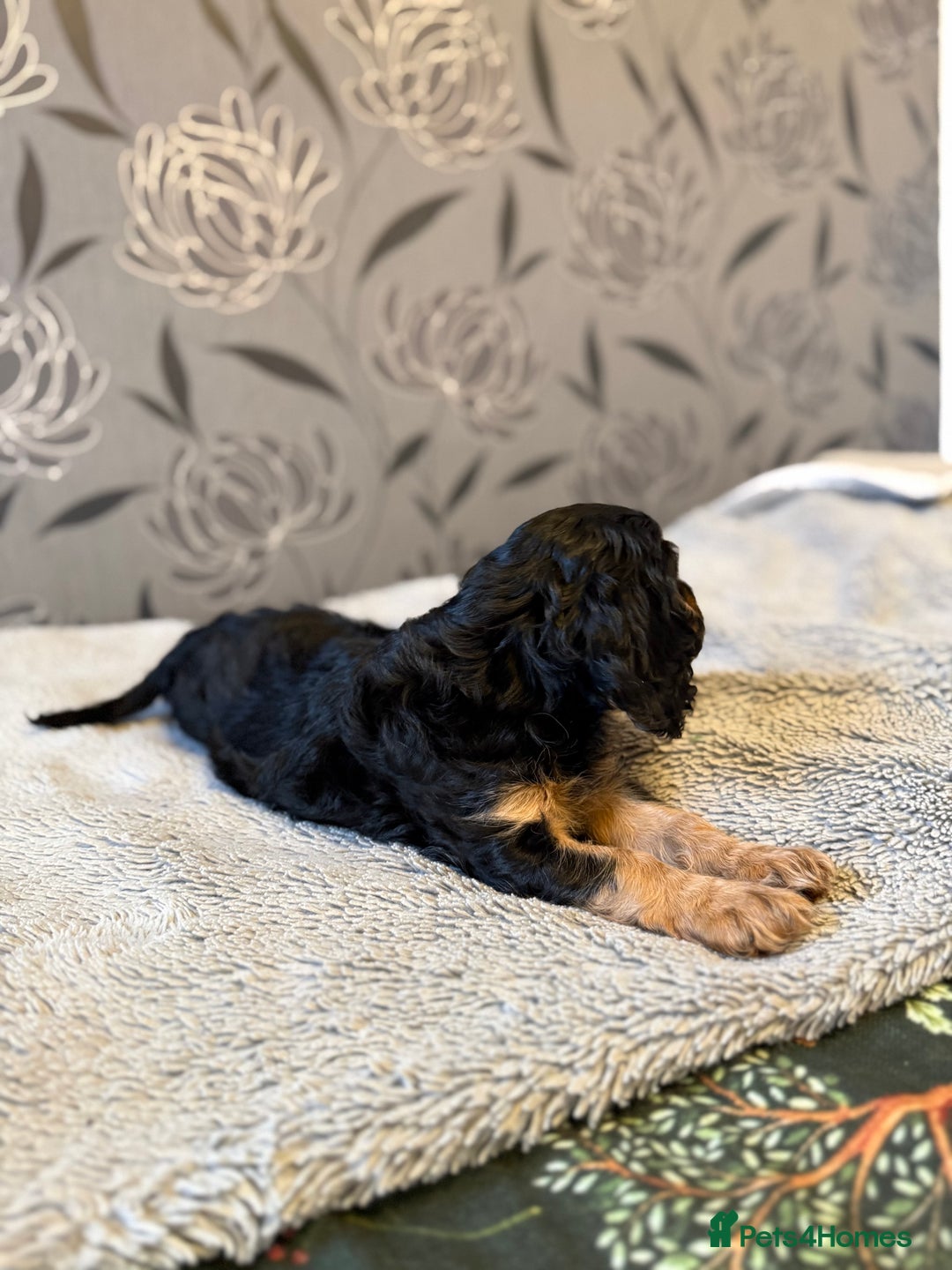 Cavalier King Charles Spaniel dogs for sale: Cavalier King Charles Spaniel - Advert 18