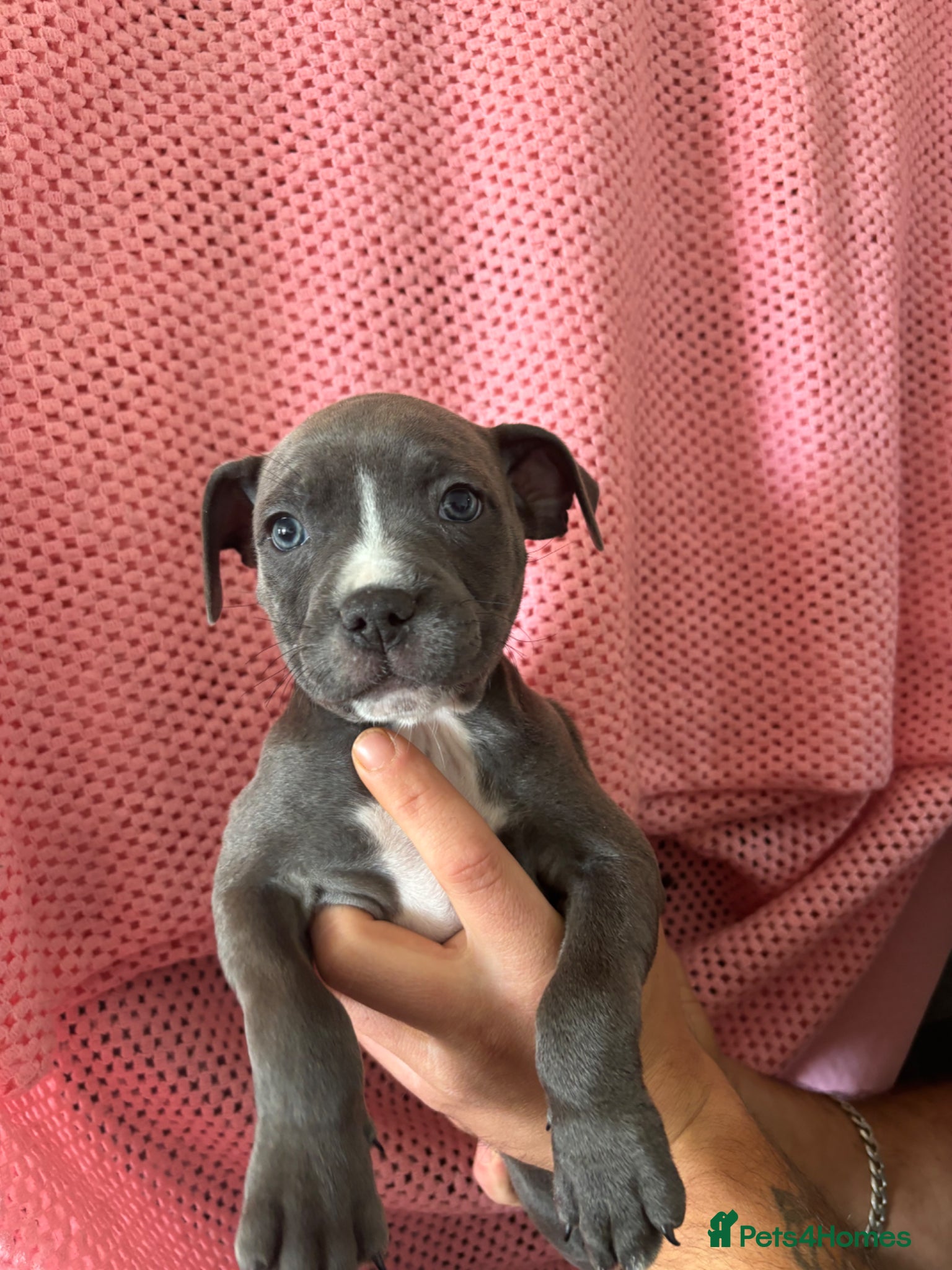 Staffordshire Bull Terrier dogs Staffs for sale  - Advert 5
