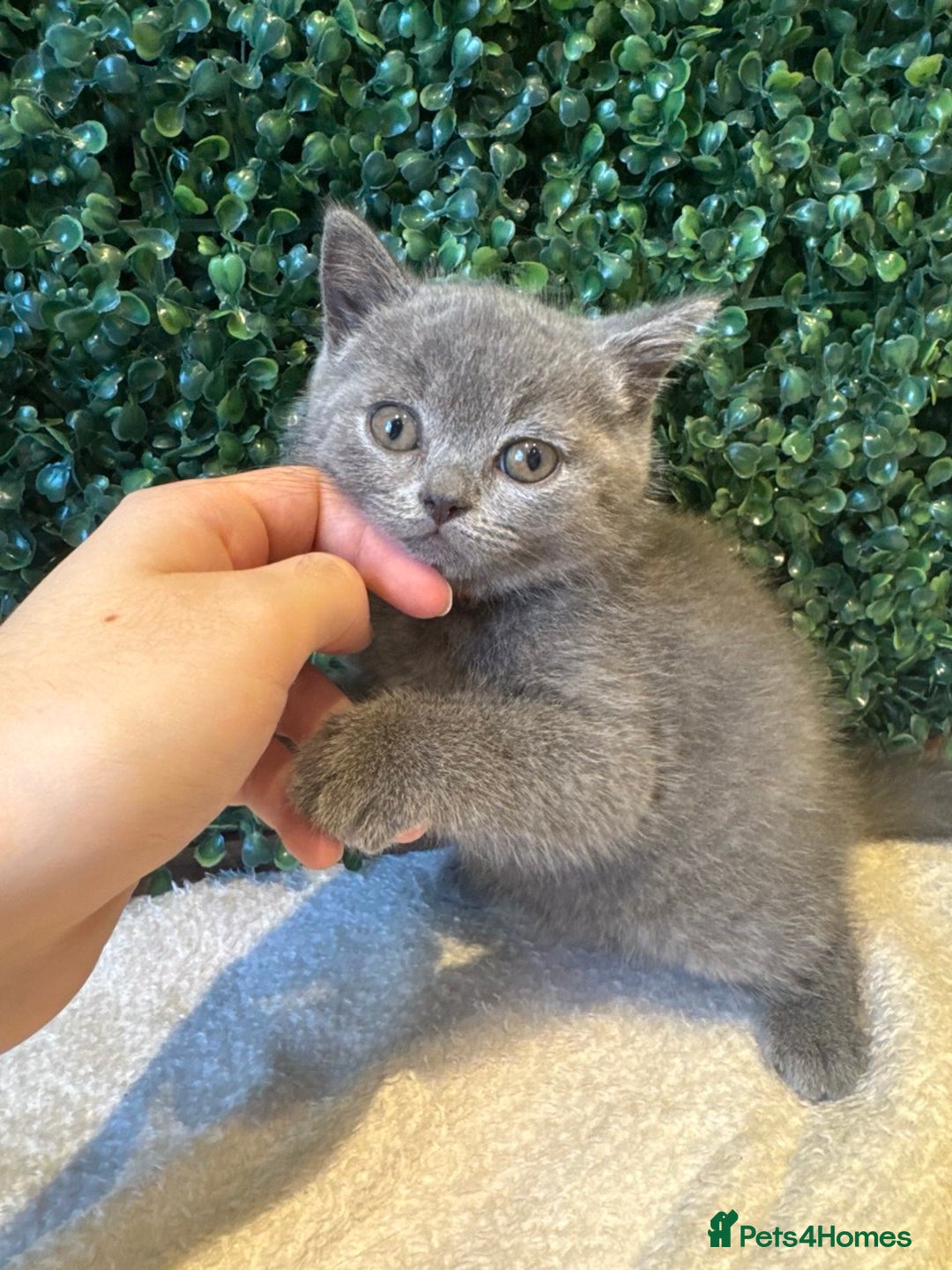 British Shorthair cats for sale: 💕British Shorthair Blue Kittens💕 - Image 13