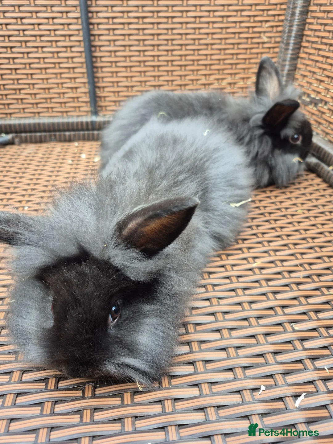 Mini Lop rabbits for sale: LAST 2! COLLECT TODAY! Baby Mini Lop Bunnies - Advert 7