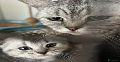 Scottish Fold cats - Advert 8
